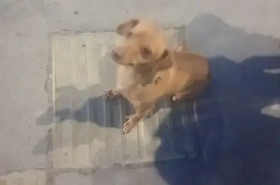 Собаки потеряшки, Йошкар-Ола, фото: Потеряшка собака на ул. Карла Либкнехта, 39