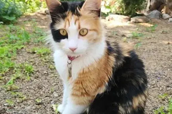Пропала кошка, ул. Короленко, Ейск