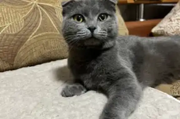 Кошки потеряшки, Майкоп, фото: Потеряшка кошка, Степная 96, Майкоп