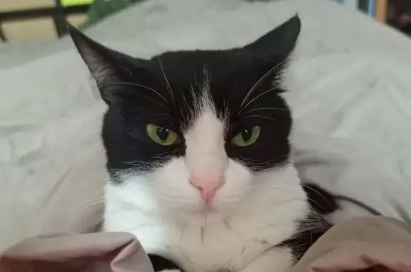 Кошки потеряшки, Каменск-Уральский, фото: Потеряшка кошка, ул. З. Космодемьянской, 19