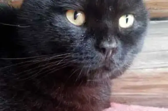 Найдена кошка, Ангарск, фото: Кот найден, Ангарск, Иркутская обл.