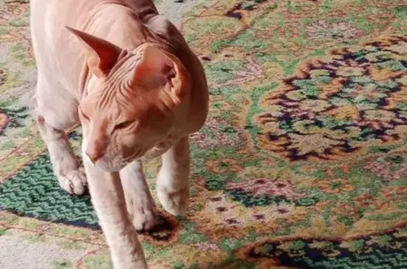 Кошки потеряшки, Новокузнецк, фото: Потеряшка кошка, ул. Разведчиков, Новокузнецк