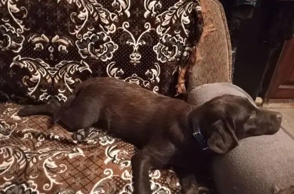 Найдена собака, Керчь, фото: Лабрадор найден, ул. Генерала Петрова, Керчь