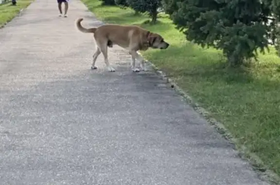 Собака найдена на Набережной, Саратов