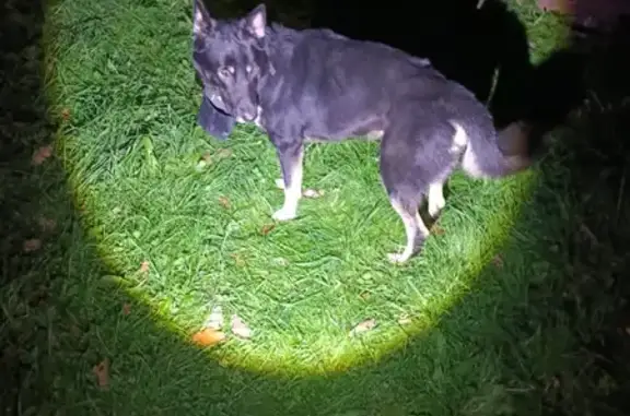 Найдена собака, , фото: Собака найдена: Щусева, 4 к1, Вел. Новгород