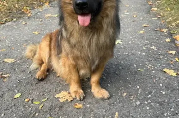 Собака найдена: Безымянная ул., Самара