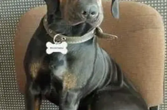 Пропала собака, ул. Горького, Калининград