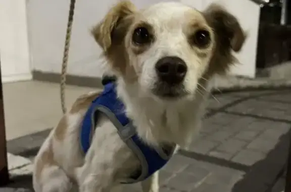 Найдена собака, Севастополь, фото: Собака найдена: пр. Острякова, 231, Севастополь