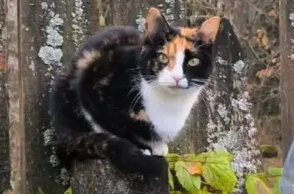 Кошки потеряшки, Домодедово, фото: Потеряшка кошка, г. Домодедово, СНТ Садовод