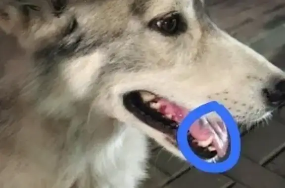 Собаки потеряшки, Ростовская область, фото: Потеряшка собака на Литовской, 1 в Ростове