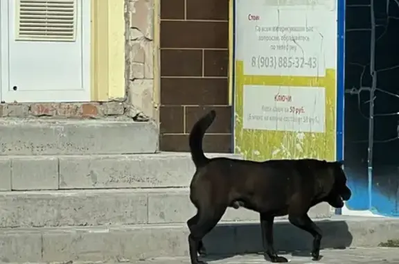 Найдена собака, Белгород, фото: Найдена собака на ул. Курбатова, Белгород