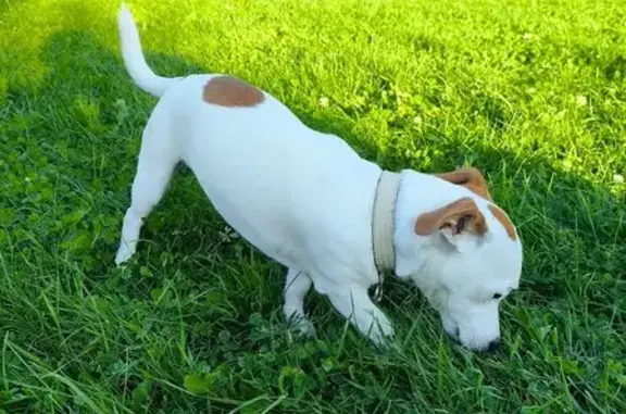 Щенок найден: Липовая аллея, Краснодарский край