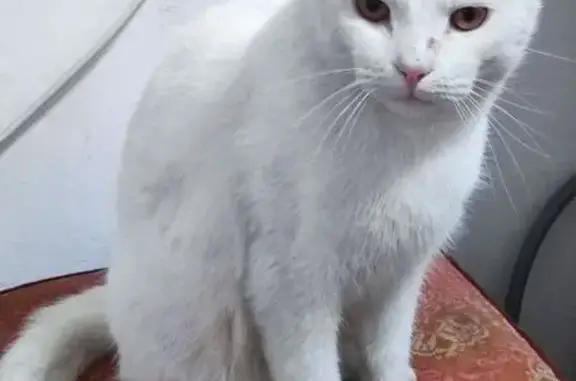 Кошки потеряшки, Алтайский край, фото: Потеряшка белый кот, Бийск, пер. Уральский