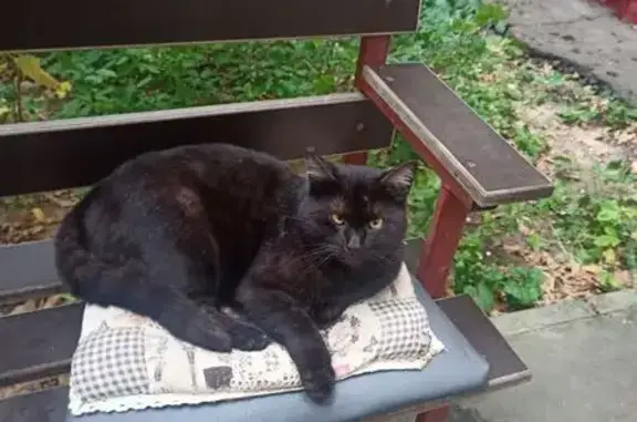 Найдена кошка, Королёв, фото: Кошка найдена: Кооперативная 16, Королёв