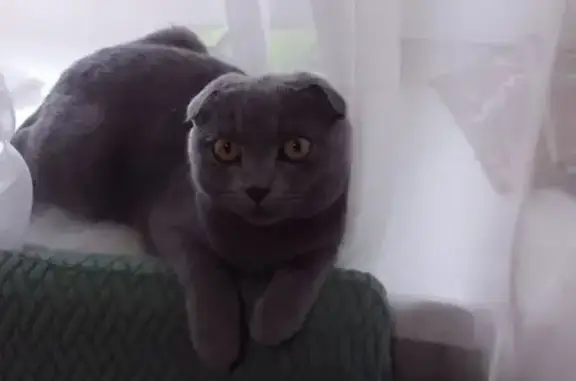 Кошки потеряшки, Тулун, фото: Потеряшка кошка, ул. Горького 37А, Тулун