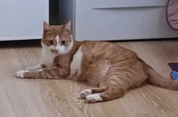 Кошки потеряшки, Ставрополь, фото: Потеряшка кошка на Глинки, 33, Ставрополь