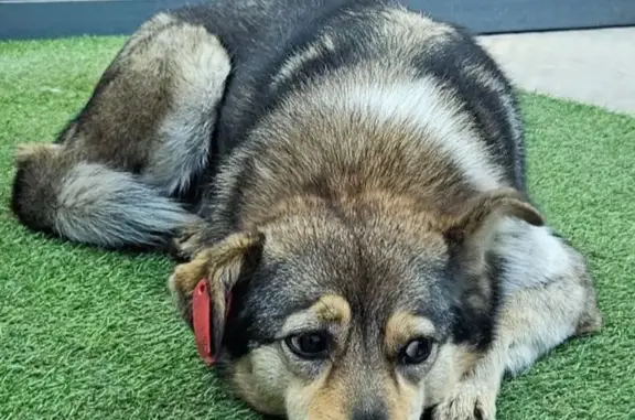 Собака найдена, ул. Лермонтова, Иркутск