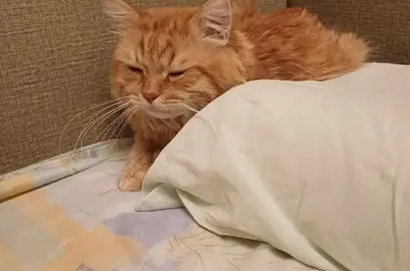 Кошки потеряшки, Москва, фото: Потеряшка кошка, ул. Д. Ульянова, 24