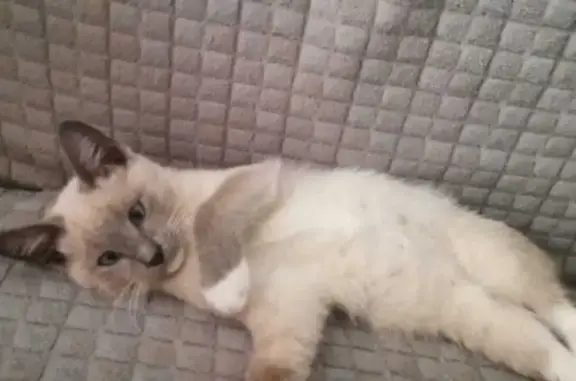 Пропала кошка, пр. Мира 38Б, Омск