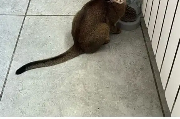 Кошки потеряшки, Вологда, фото: Потеряшка кошка, 4-я Кирилловская, 3, Вологда