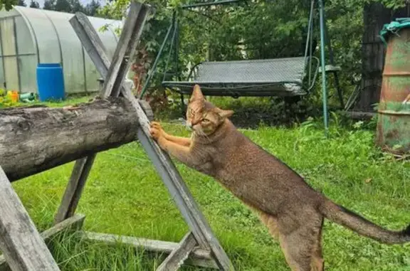 Пропала абиссинская кошка, ЛОМО, Чаща