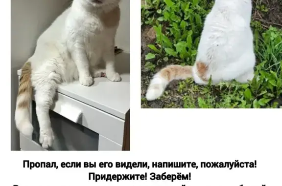 Кошки потеряшки, Зональная станция, фото: Потеряшка кошка, Севастопольская ул.