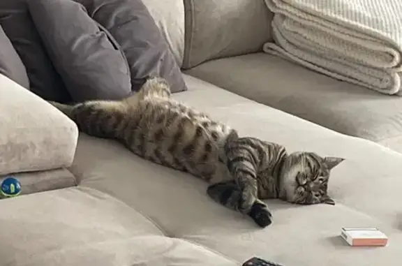 Кошки потеряшки, Зональная станция, фото: Потеряшка кошка, Спасская ул., Зональная