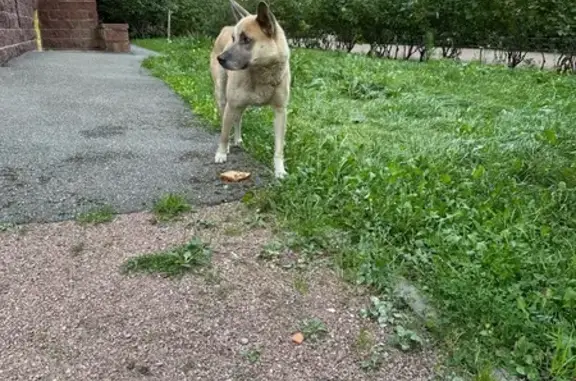 Собака найдена на Коллонтай, 17 к3, СПб