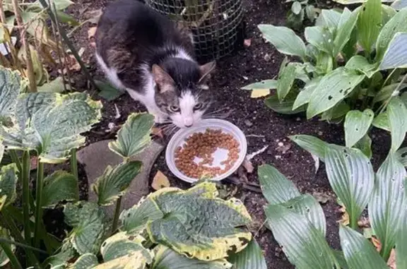 Кошка найдена: пр. Луначарского, 62 к1