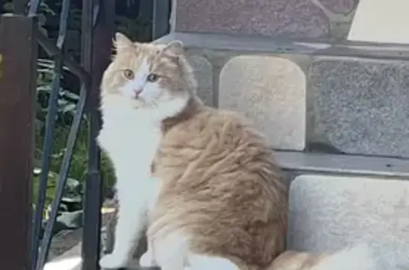 Пропала кошка, Морская ул., Бердск