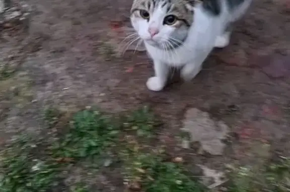 Найдена кошка, Куксово, фото: Кот найден: Интернациональная ул., Куксово