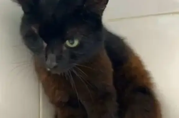 Кошки потеряшки, Москва, фото: Потеряшка кошка, Фортунатовская ул. 19