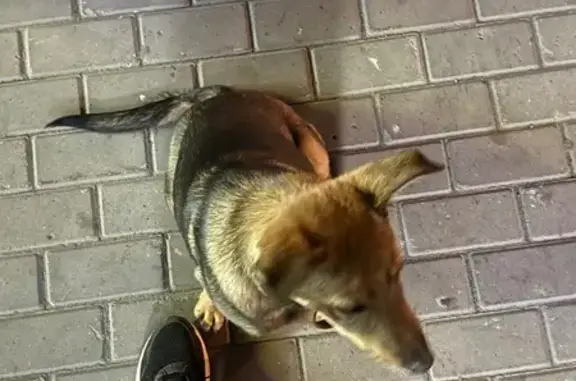 Найдена собака, Базарный пер., 12, Томск