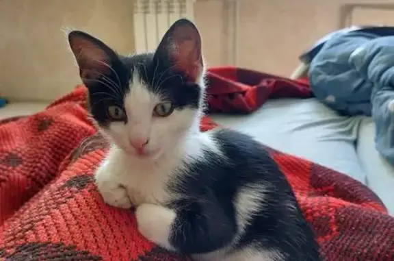 Пропала кошка, ул. Магнитогорская 1/1