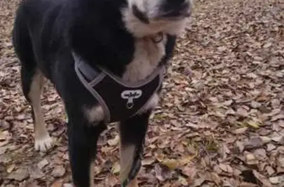 Собаки потеряшки, Энгельс, фото: Потеряшка собака, Мостостроевский пр., Энгельс