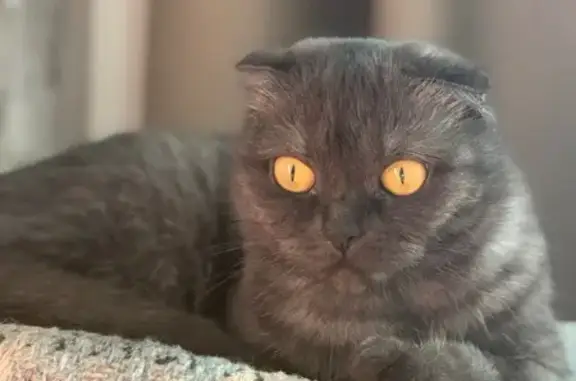 Кошки потеряшки, Каменск-Уральский, фото: Потеряшка кошка, Заводская ул., Каменск