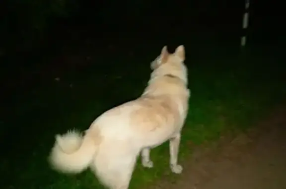 Найдена собака, Московская область, фото: Найдена собака, Елизаветино, МО