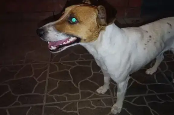 Собака найдена: ул. Горького, 4, Энгельс