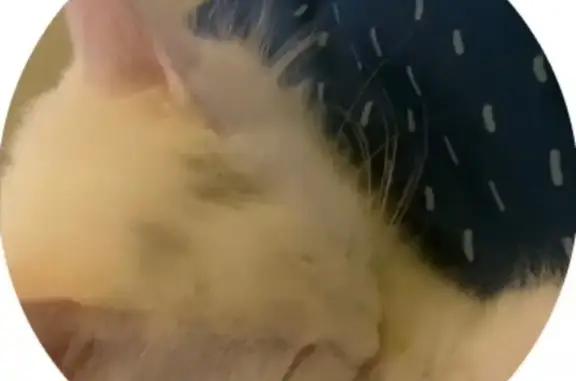 Кошки потеряшки, Псков, фото: Потеряшка кошка Сара, Псков, ул. Полковая 13/1