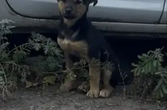 Собака найдена на пересечении Антонова и Измайлова