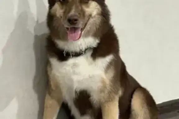 Собаки потеряшки, Магнитогорск, фото: Потеряшка собака, Озёрный пер., 3, Магнитогорск