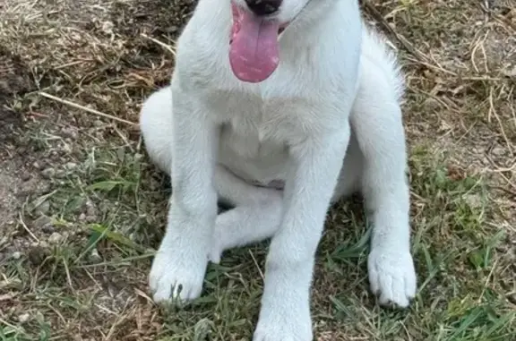 Собаки потеряшки, , фото: Потеряшка собака, Батумское ш., 32Г, Дагомыс