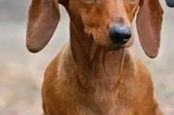 Собаки потеряшки, Уфа, фото: Потеряшка такса, Уфимское шоссе, 37/1