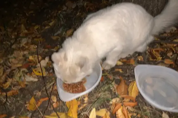 Найдена кошка, Челябинск, фото: Кошка найдена на Гражданской 10, Челябинск