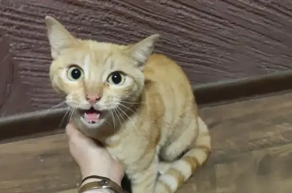 Кошка найдена: ул. Краснознамённая, 9а