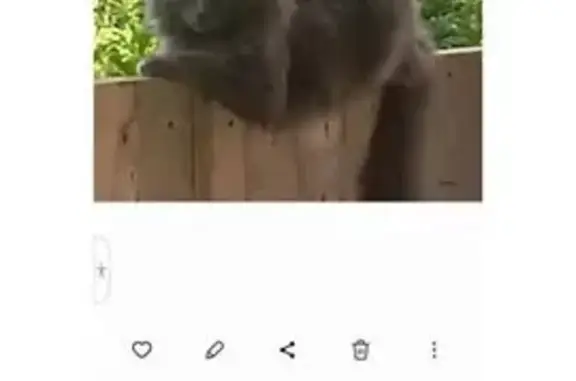 Кошки потеряшки, Ижевск, фото: Потеряшка кошка на Малахова, 2, Ижевск