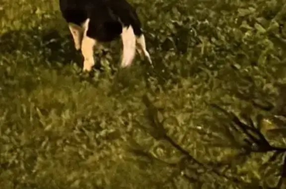 Найдена собака, Зеленоградский, фото: Собака найдена: ул. Островского, 15