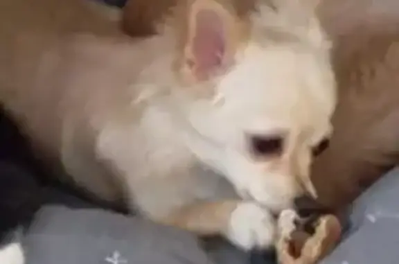 Собаки потеряшки, Московская область, фото: Потеряшка чихуахуа, А-108, МО