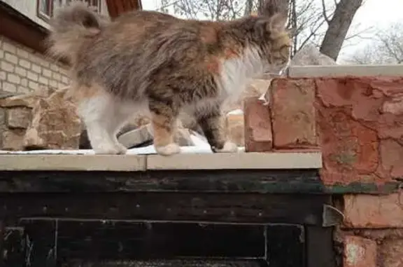 Кошки потеряшки, Оренбург, фото: Потеряшка кошка, ул. Бебеля 76, Оренбург