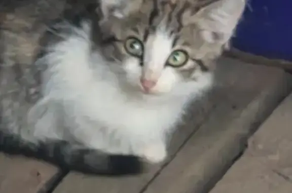 Найдена кошка, Ивановская область, фото: Кошка найдена, Балахонковское с/п, Иваново